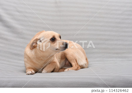 cheerful dog of small size on a grey background 114326462