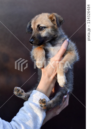 little cute puppy in human hands on brown background 114326484