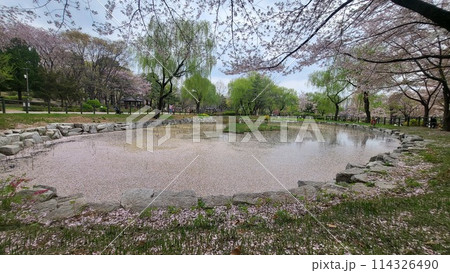 cherry blossoms pond 114326490