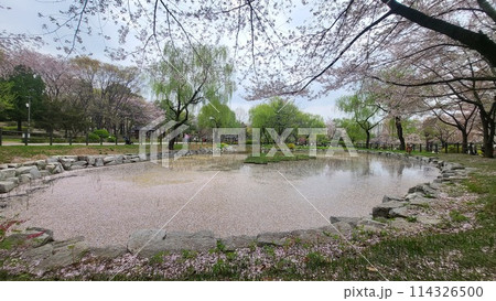 cherry blossoms pond cherry blossoms pond 114326500