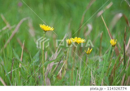 カンサイタンポポ 114326774