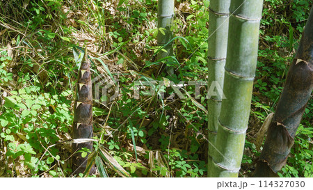 自然に生えているタケノコ 自然に生えているタケノコ 114327030