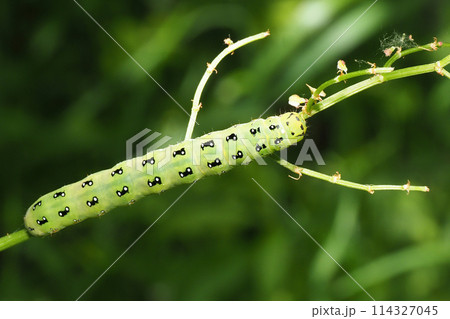 アヤモクメキリガの幼虫 アヤモクメキリガの幼虫 114327045