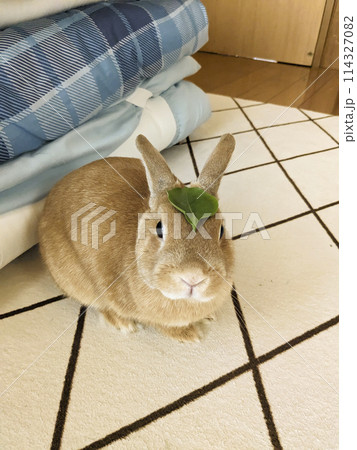 頭に葉っぱを乗せられたうさぎ 114327082