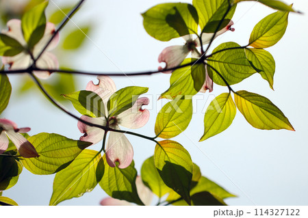 さわやかな晴空にハナミズキの花が咲く（マクロレンズ使用・屋外接写画像） 114327122