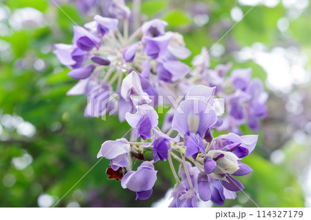 満開に咲いた藤の花 114327179