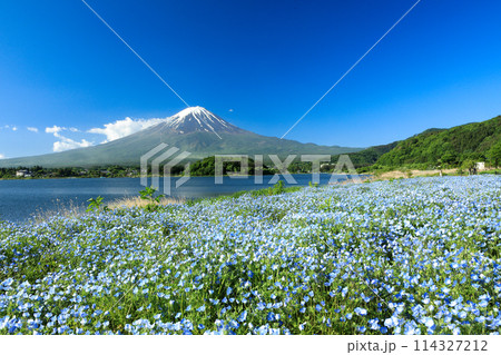 ネモフィラ咲く初夏の河口湖大石公園と富士山　山梨県河口湖町 114327212