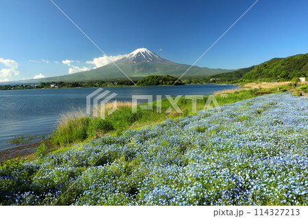 ネモフィラ咲く初夏の河口湖大石公園と富士山　山梨県河口湖町 114327213