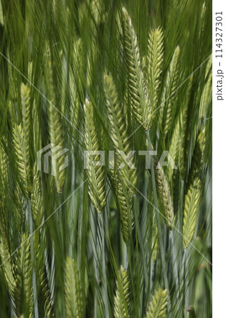 自然 植物 オオムギ、二条大麦です。ビール醸造のため明治期にヨーロッパから持ち込まれました 自然 植物 オオムギ、二条大麦です。ビール醸造のため明治期にヨーロッパから持ち込まれました 114327301