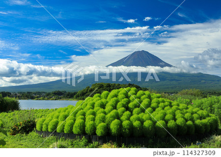 河口湖大石公園から望む夏富士とコキアのW富士 河口湖大石公園から望む夏富士とコキアのW富士 114327309
