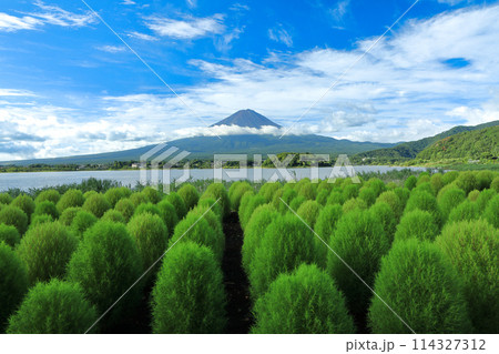 河口湖大石公園から望む夏富士とコキアのW富士 114327312