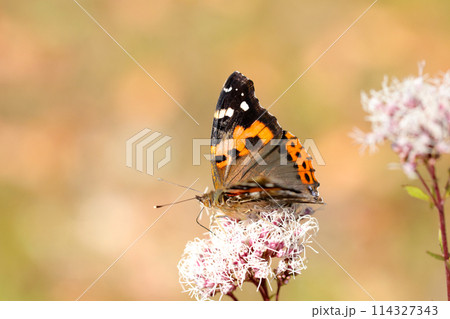 フジバカマの花から吸蜜する情熱的な黒に赤橙色の羽を広げたアカタテハ蝶（自然光・マクロレンズ接写） 114327343