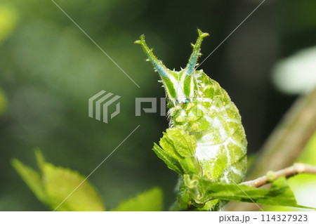 アカボシゴマダラの幼虫 114327923