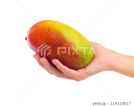 Hands, mango and healthy food for nutrition, wellness and weight loss with ingredient isolated on white background. Person with fruit, sweet or sour with diet, tropical or exotic for detox and vegan 114328017