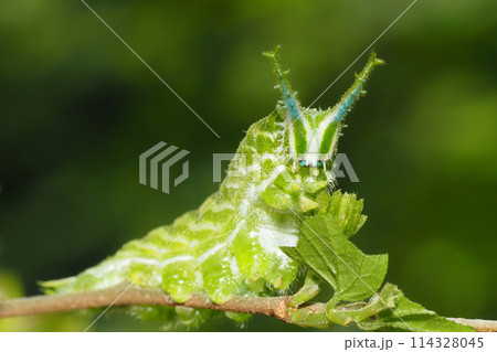 アカボシゴマダラの幼虫 114328045