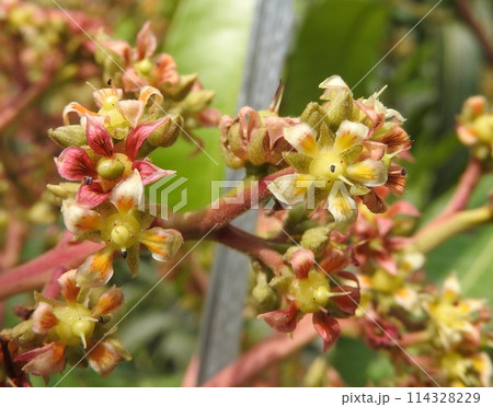 満開のマンゴーの花 114328229