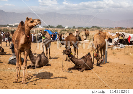 Camels at Pushkar Mela Pushkar Camel Fair, India 114328292