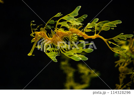 Leafy Seadragon Phycodurus eques fish underwater Leafy Seadragon Phycodurus eques fish underwater 114328296
