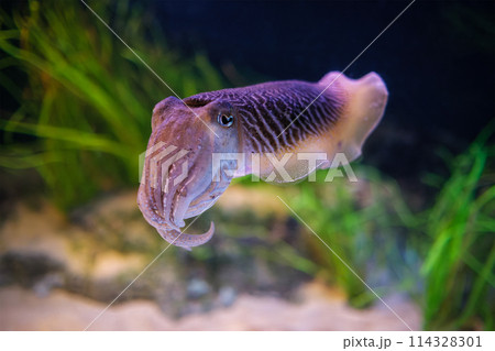 The Common European Cuttlefish Sepia Offcinalis underwater The Common European Cuttlefish Sepia Offcinalis underwater 114328301