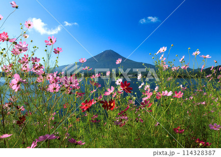 秋桜咲く河口湖の湖畔から望む富士山　山梨県河口湖町 114328387