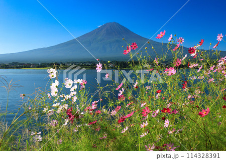 秋桜咲く河口湖の湖畔から望む富士山 山梨県河口湖町 秋桜咲く河口湖の湖畔から望む富士山 山梨県河口湖町 114328391