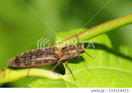 シモフリコメツキの一種 114328423