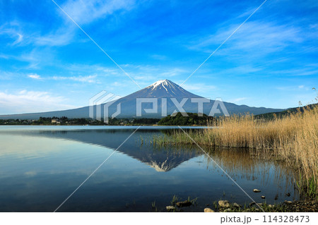 日本の風景　河口湖大石公園の逆さ富士　山梨県河口湖町 114328473