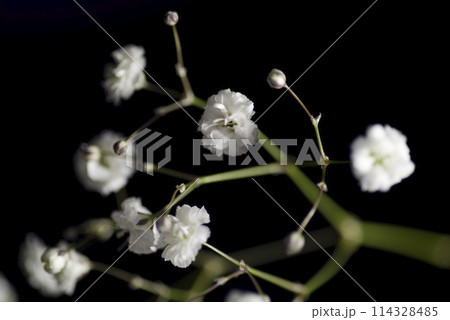白いカスミソウの花のクローズアップ写真です。学名はGypsophila elegansです。 白いカスミソウの花のクローズアップ写真です。学名はGypsophila elegansです。 114328485