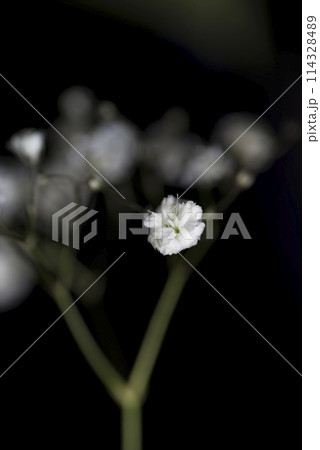 白いカスミソウの花のクローズアップ写真です。学名はGypsophila elegansです。 114328489