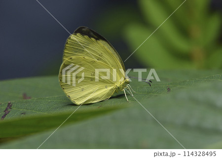 バグ 昆虫 苦悩 114328495