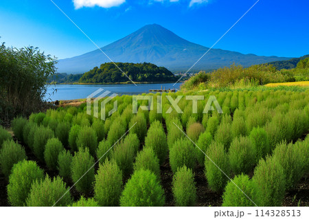 河口湖大石公園から望む夏富士とコキアのW富士 114328513