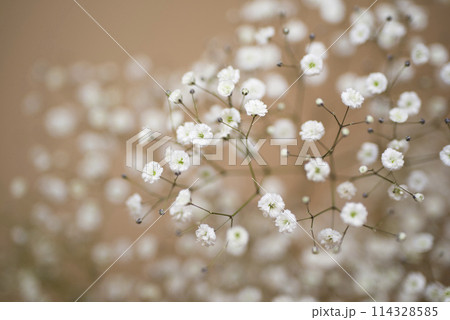 白いカスミソウの花が咲いています。 114328585