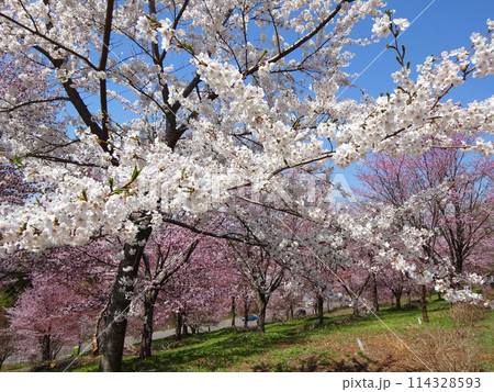 満開の桜のある風景 満開の桜のある風景 114328593