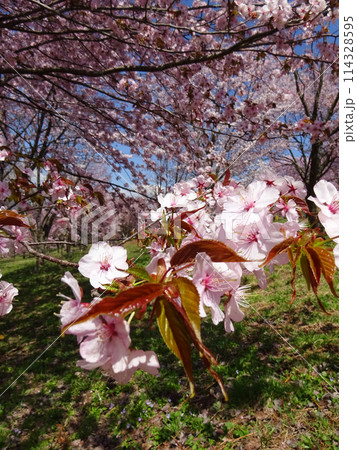 緑に映える満開の桜 緑に映える満開の桜 114328595