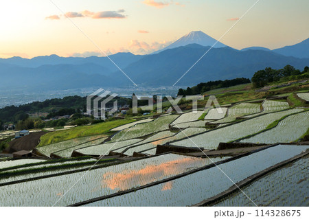 日本の原風景　南アルプスの夜明けの棚田と富士山　 114328675