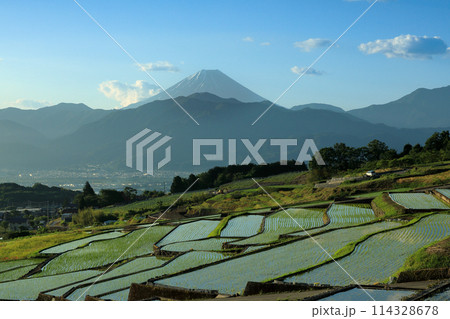 日本の原風景　南アルプスの夜明けの棚田と富士山　 114328678