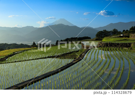 日本の原風景　南アルプスの夜明けの棚田と富士山　 114328679