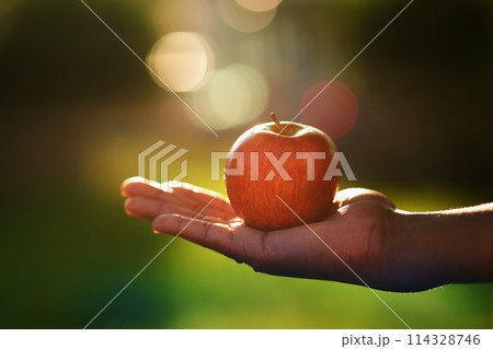 Apple, hand and health with person on farm or in orchard for growth, nature or sustainability. Agriculture, food and spring with farmer holding fresh fruit produce in countryside for nutrition 114328746