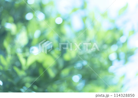 新緑の玉ボケ、背景用素材 新緑の玉ボケ、背景用素材 114328850