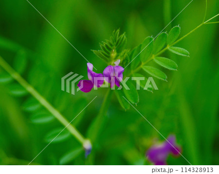 マメ科ヤハズエンドウの開花 マメ科ヤハズエンドウの開花 114328913