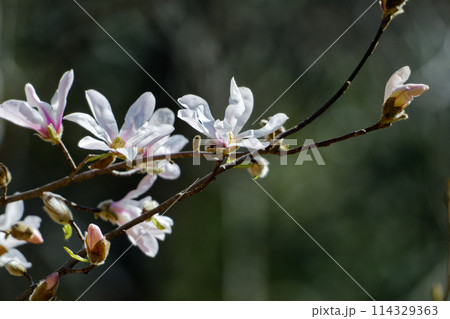 辛夷の花咲くころ 114329363