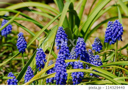 球根植物キジカクシ科ムスカリの青紫色の花 114329440