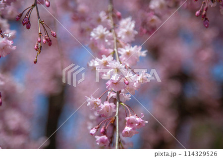 枝垂れ桜 枝垂れ桜 114329526