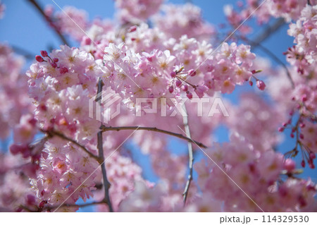 枝垂れ桜 枝垂れ桜 114329530