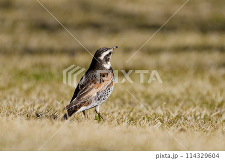 芝生の上で採食するヒタキ科ツグミ 114329604
