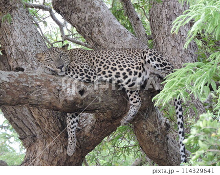 ヒョウ 114329641