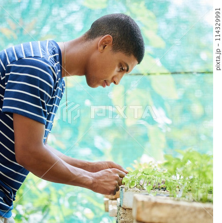 Sustainability, plant and man in garden for leaf, growth or soil, compost or fertilizer inspection. Nature, greenhouse or gardener with sand box seed for agriculture, farming or earth day activism 114329991