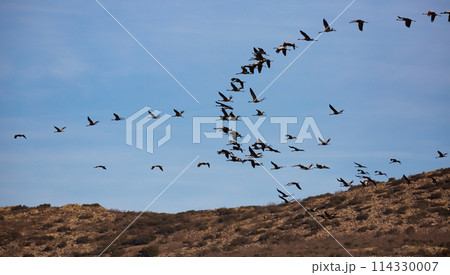 Flock of cranes returning to Gallocanta Lake 114330007