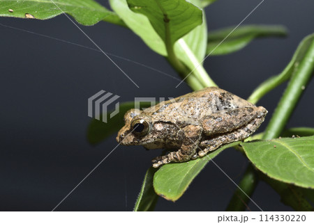 カエル 蛙 かえる 114330220