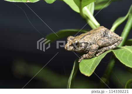 カエル 蛙 かえる 114330221